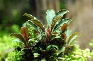 Bucephalandra kedagang mini round Premium POT