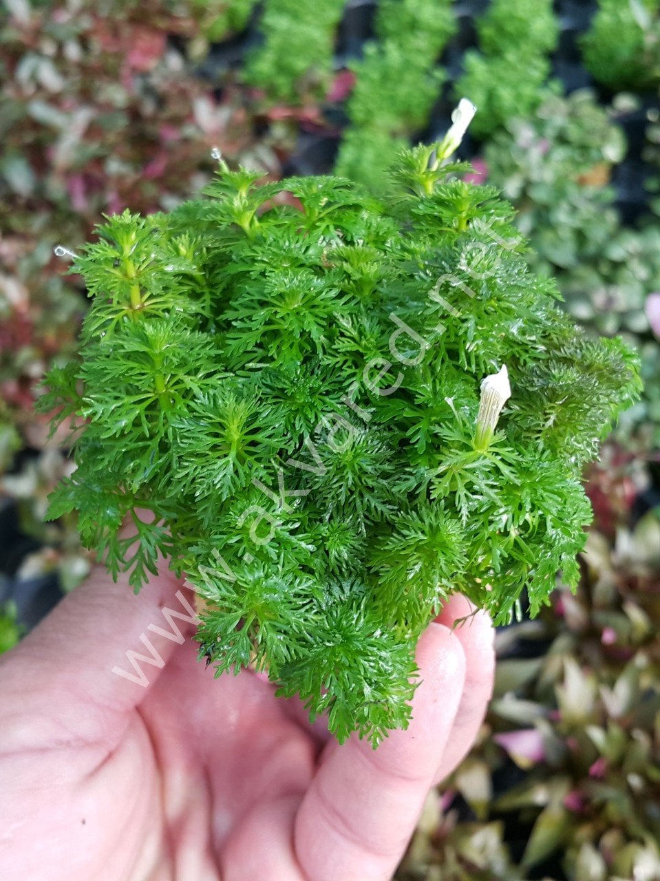 Limnophila sessiflora SAKSI