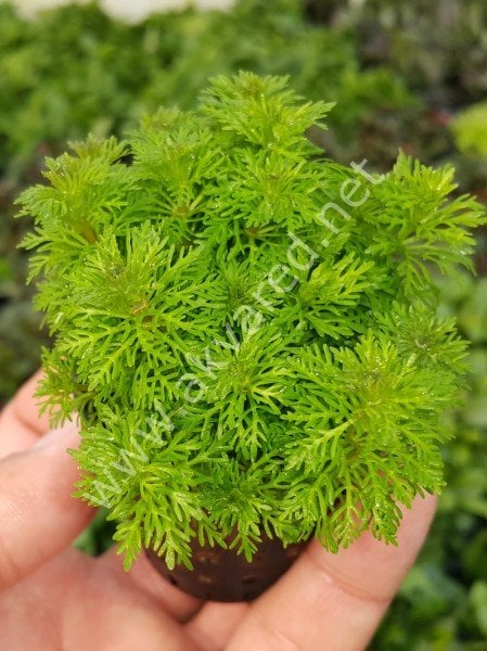 Limnophila sessiflora SAKSI