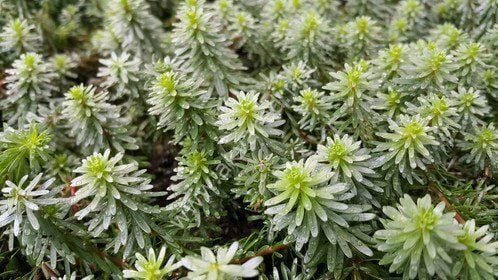 Rotala bossi Premium POT