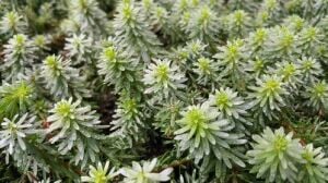 Rotala bossi Premium POT