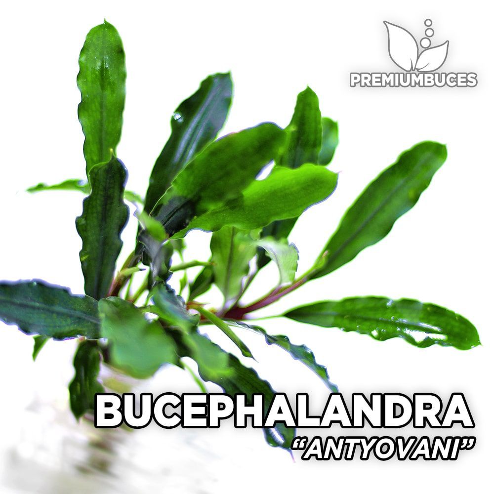 Bucephalandra antyovani ADET