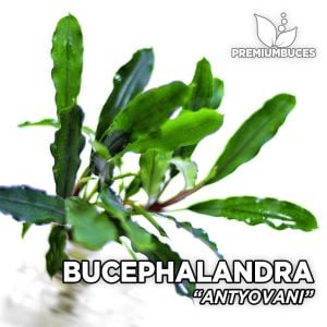 Bucephalandra antyovani ADET