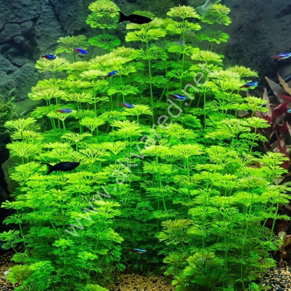 Limnophila sessiflora İTHAL BUKET