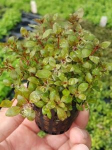 Ludwigia mini super red Premium POT