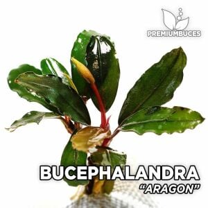 Bucephalandra aragon ADET
