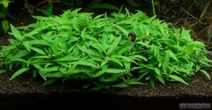 Staurogyne porto velho Premium POT