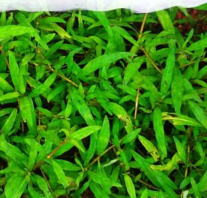 Staurogyne porto velho Premium POT