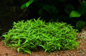 Staurogyne porto velho Premium POT