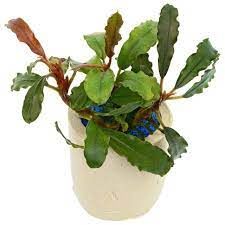 Bucephalandra biblis pink green ADET