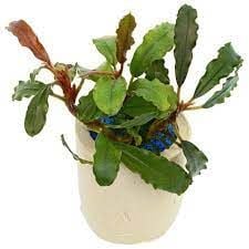 Bucephalandra biblis pink green ADET