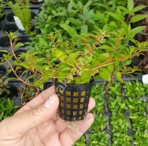 Ludwigia palustris red Premium POT