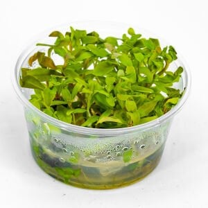 Ammannia senegalensis IN VITRO CUP