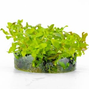 Ammannia senegalensis IN VITRO CUP