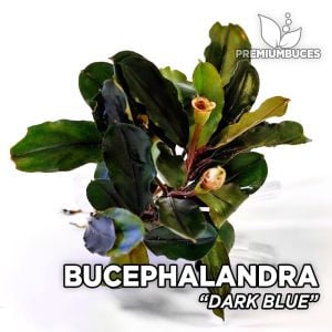 Bucephalandra dark blue ADET