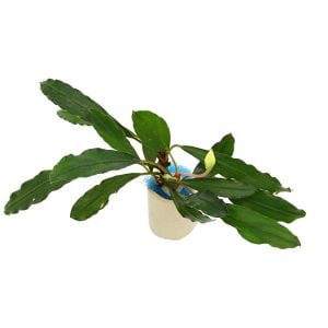 Bucephalandra melawi fine edge ADET