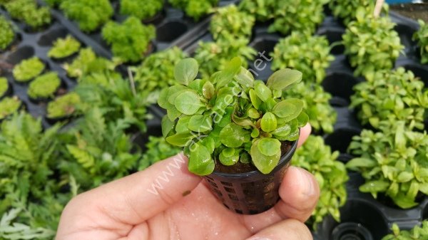 Lobelia cardinalis mini İTHAL BUKET