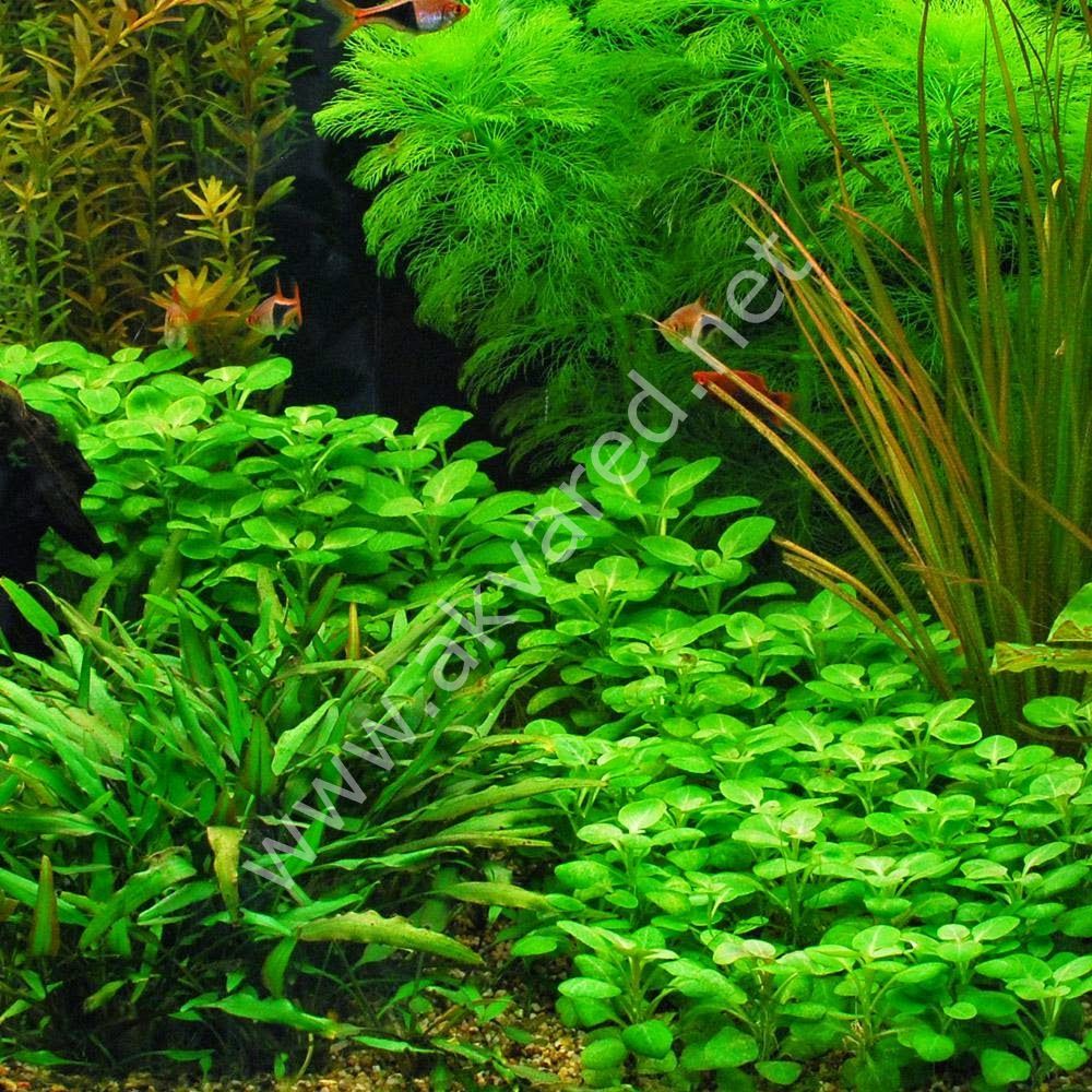 Lobelia cardinalis mini İTHAL BUKET