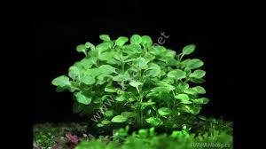 Lobelia cardinalis mini İTHAL BUKET