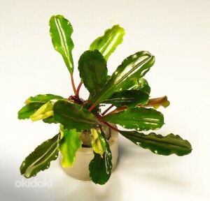 Bucephalandra sp. lo green ADET