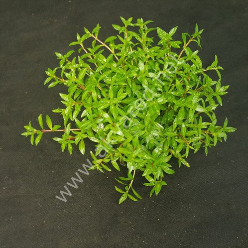 Ludwigia arcuata SAKSI