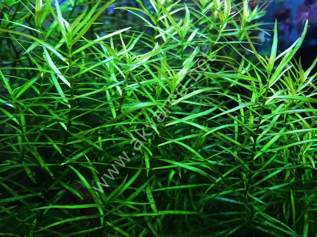 Ludwigia arcuata İTHAL BUKET