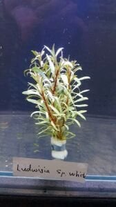 Ludwigia sp.white edge İTHAL BUKET - ÖN SİPARİŞ