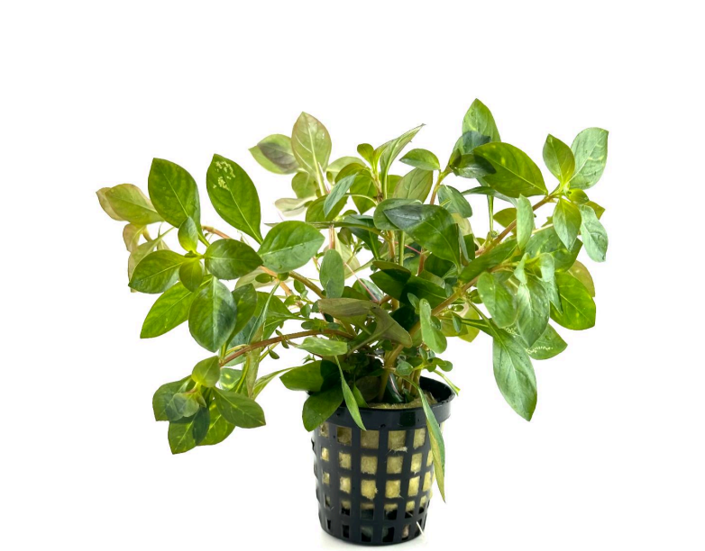 Ludwigia atlantis SAKSI