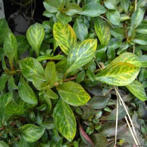 Ludwigia atlantis İTHAL BUKET