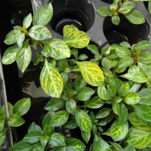 Ludwigia atlantis İTHAL BUKET