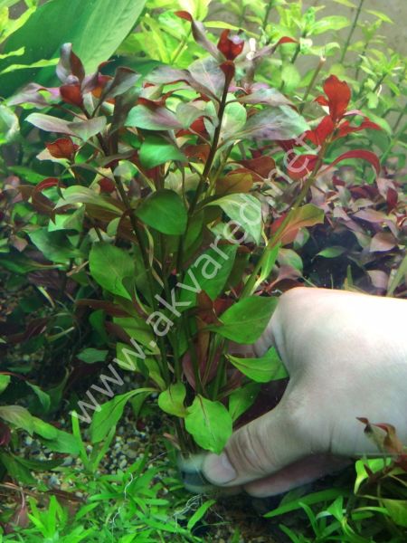 Ludwigia diamond SAKSI