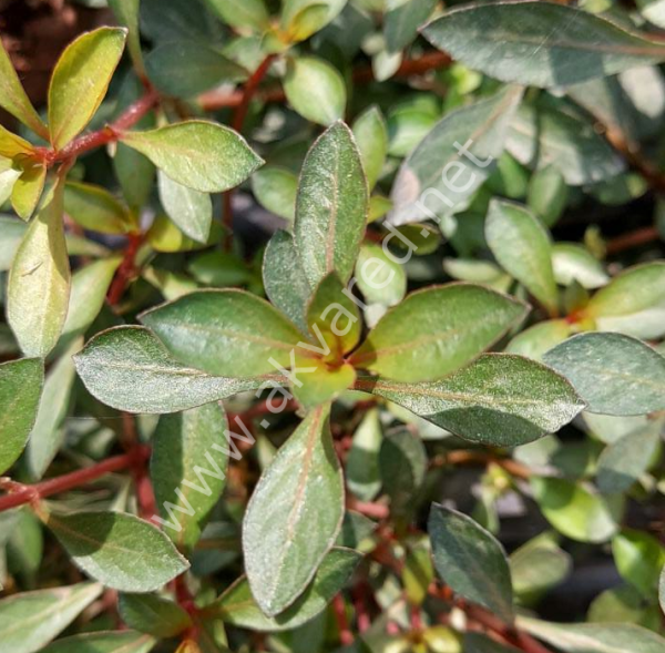 Ludwigia diamond EXVITRO