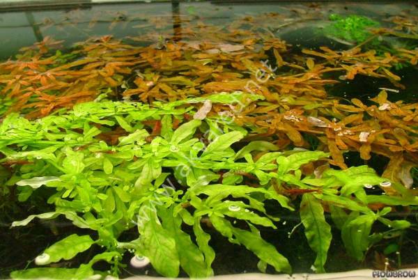Ludwigia green SAKSI