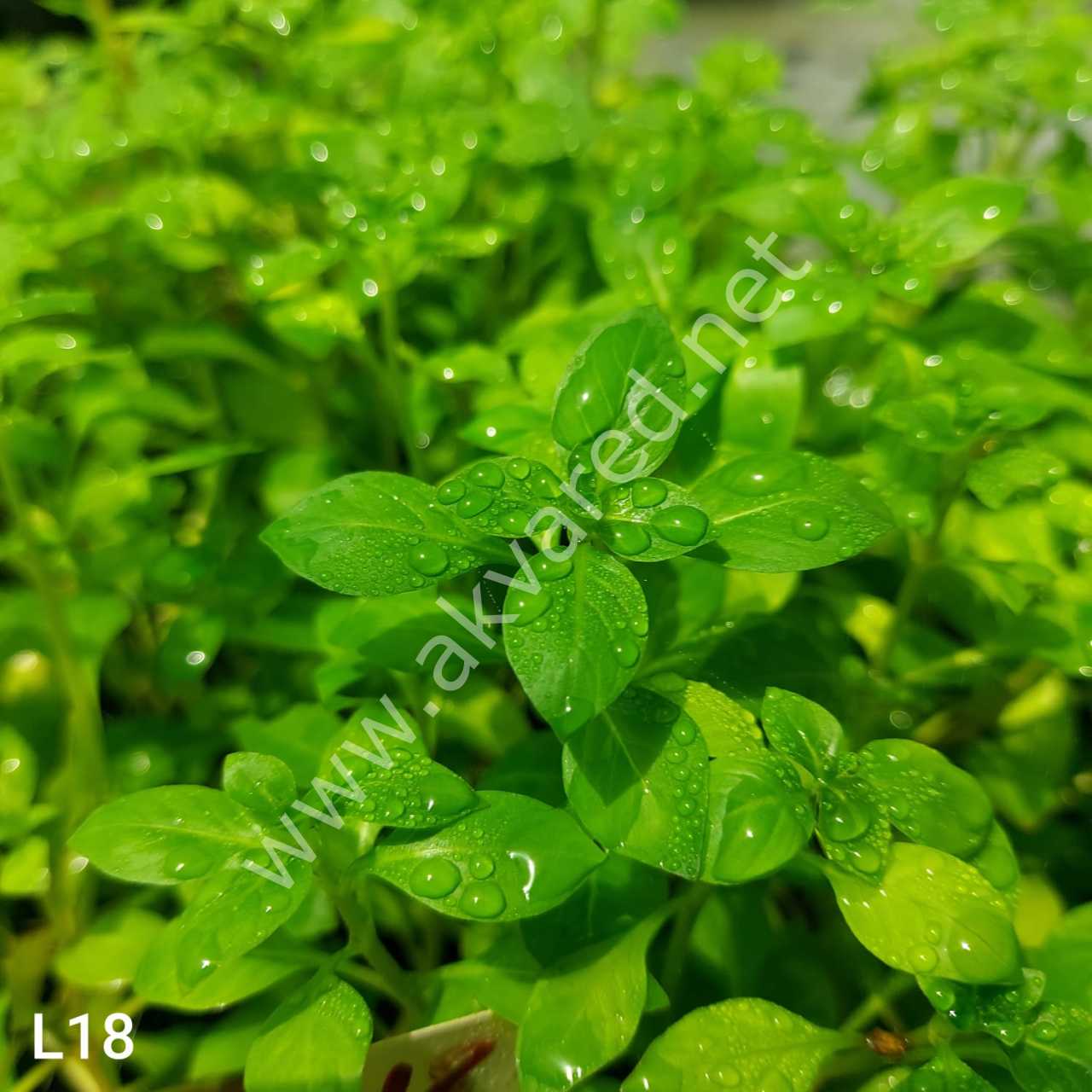 Ludwigia green İTHAL BUKET