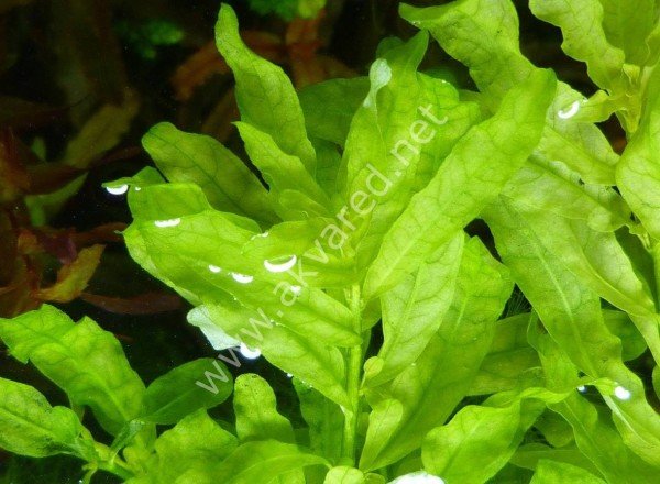 Ludwigia green ADET