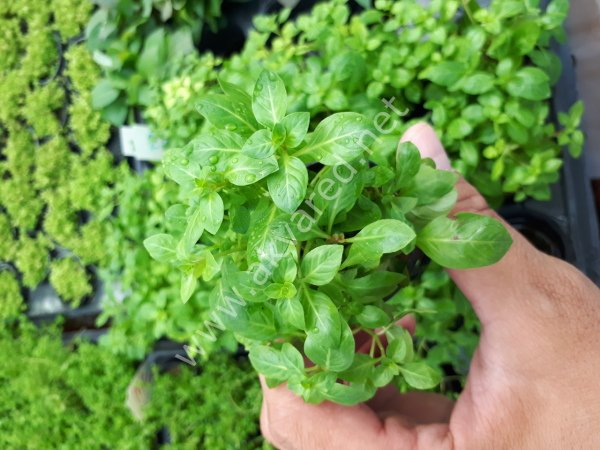 Ludwigia green ADET