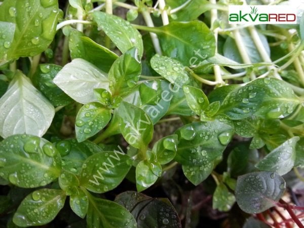Ludwigia green ADET