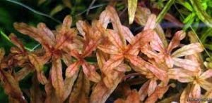 Ludwigia inclinata brown İTHAL BUKET