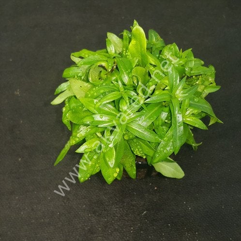 Ludwigia inclinata ADET