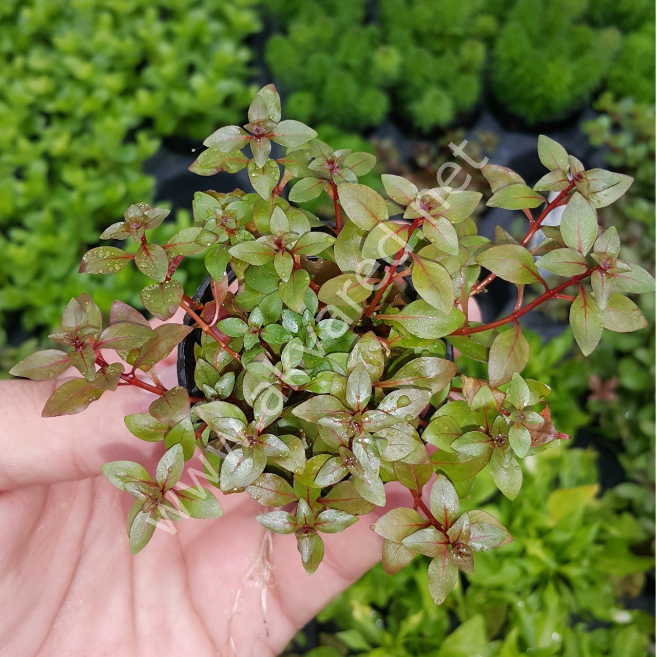Ludwigia mini super red ADET