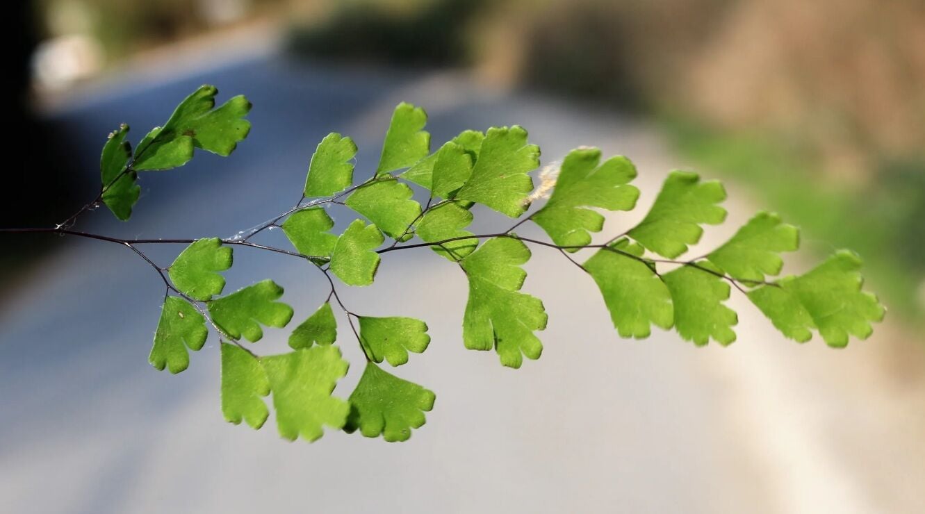 Adiantum capillus-veneris İTHAL BUKET ÖN SİPARİŞ