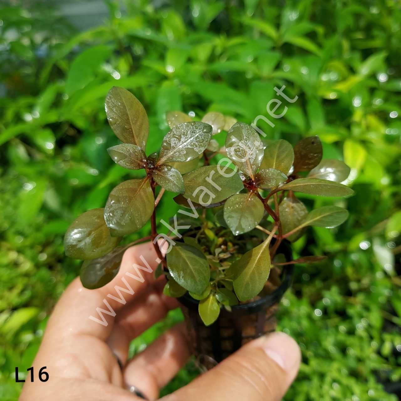 Ludwigia ovalis SAKSI