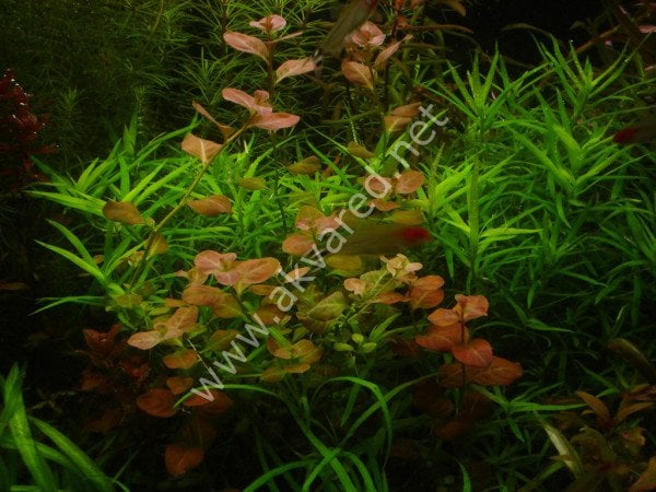 Ludwigia ovalis SAKSI