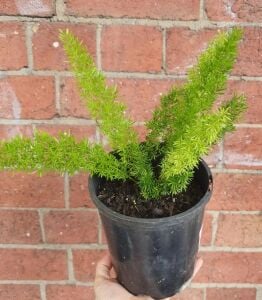 Asparagus meyeri İTHAL BUKET ÖN SİPARİŞ