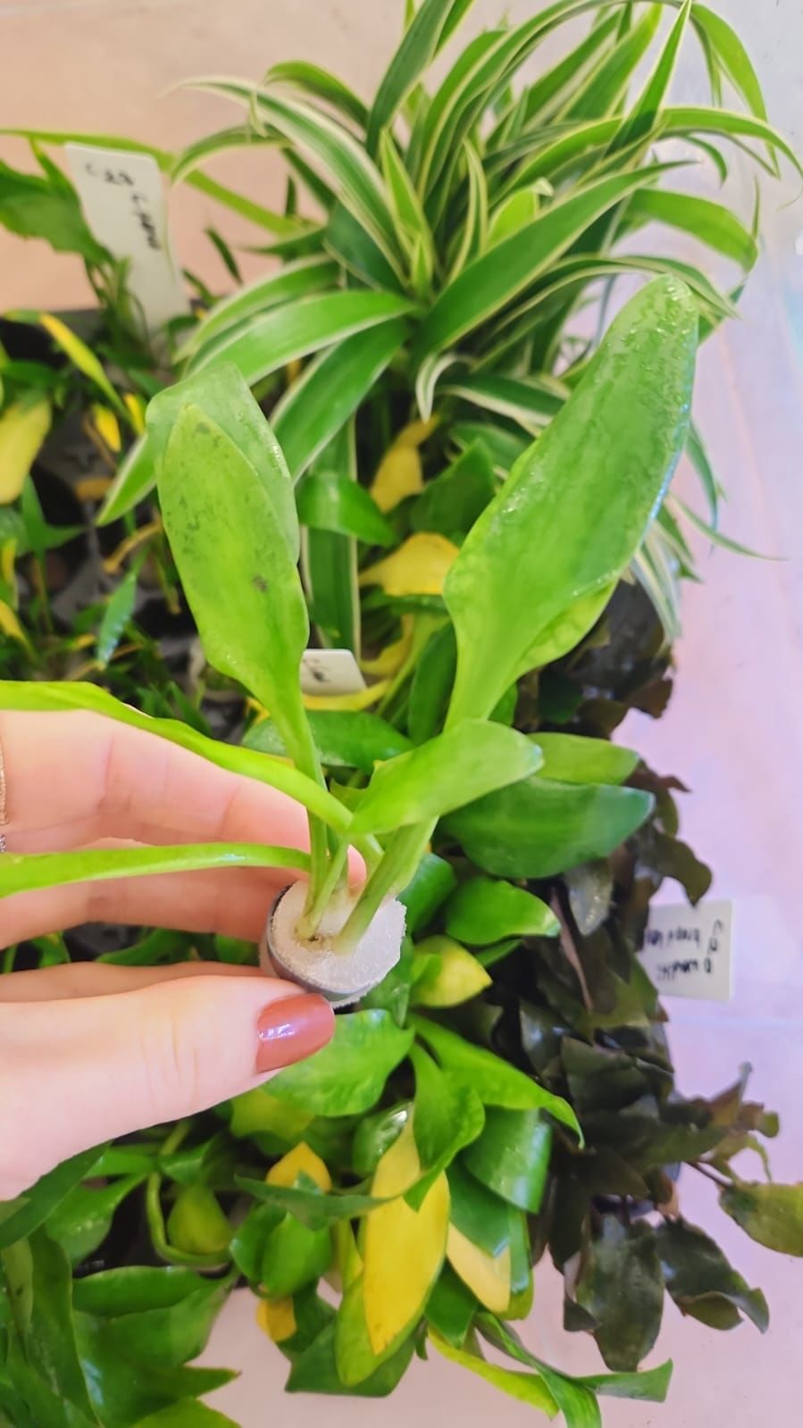 Cryptocoryne lingua İTHAL BUKET