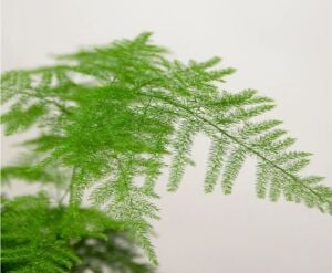 Asparagus plumosus İTHAL BUKET ÖN SİPARİŞ