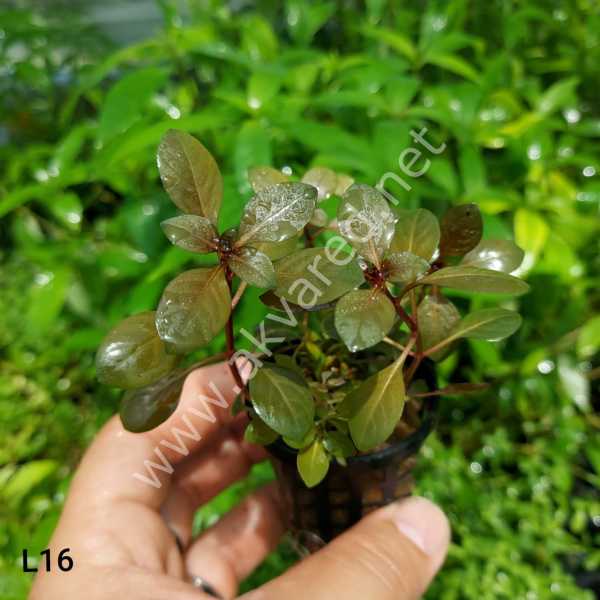 Ludwigia ovalis ADET
