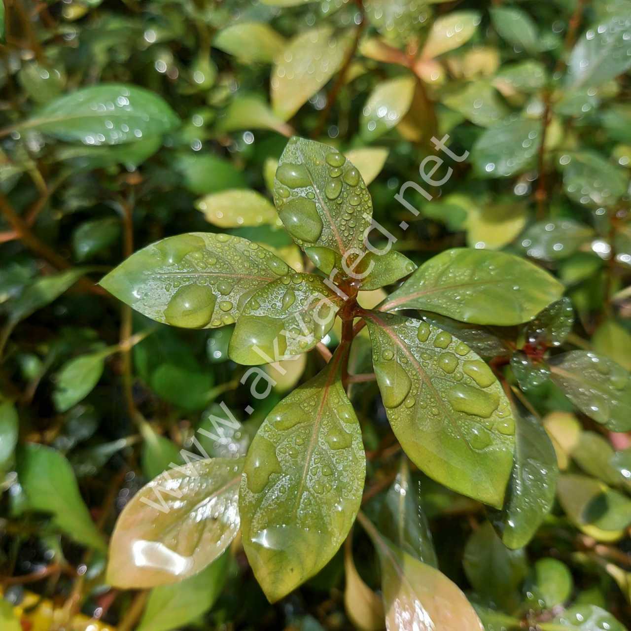 Ludwigia ovalis ADET