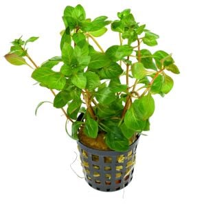 Ludwigia palustris SAKSI