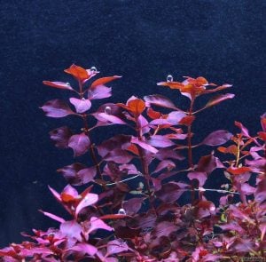 Ludwigia palustris SAKSI